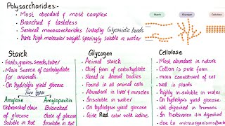 Polysaccharides  starch glycogen and cellulose  class 11 [upl. by Adas181]