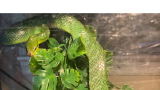 Green Redtailed Rat Snake Gonyosoma oxycephalum [upl. by Stanford608]