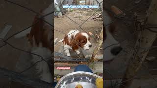 Venüs🐶Oğlum Piliç😋Nugget Yermisin dog shorts cutedog funny videos dogs cute viralvideo [upl. by Adnylam]