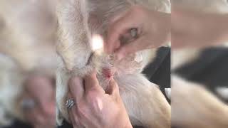 CUTEREBRA REMOVAL FROM POOR DOG [upl. by Noli]