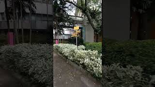 Monash University Malaysia Campus Greenery Cafeteria area at Sunway [upl. by Ahsinert708]