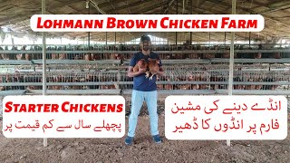 Lohmann Brown Egg Laying Chickens Farm Big Quantity Available [upl. by Karmen353]