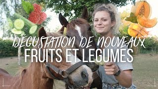 MES CHEVAUX GOÛTENT DES NOUVEAUX FRUITS ET LÉGUMES 🥒 [upl. by Ocramed]