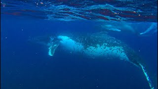 Queensland Road Trip 2024 Pt6 Mooloolaba Humpback Whale Swim [upl. by Aenitsirhc]