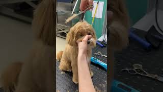 Maltipoo puppy haircut [upl. by Akibma34]