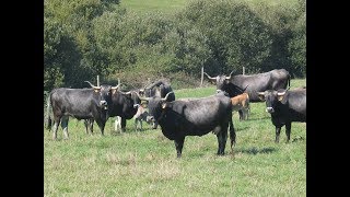 Cantabria vaca tudanca y tradiciones gastronómicas [upl. by Adilen]