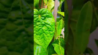 Paan ka plant lagane ka samygardenplants nature plants youtubeshorts [upl. by Clawson670]