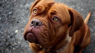 French Mastiff Training Obedience Dogue de Bordeaux [upl. by Nolava815]