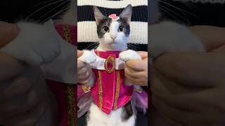 Comenta tu princesa favorita👑 cats catlover cat shortvideos shorts viralshorts dance [upl. by Anayek262]