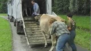 Alpenfleisch statt Tiere transportierenTeil 2 [upl. by Schaumberger]