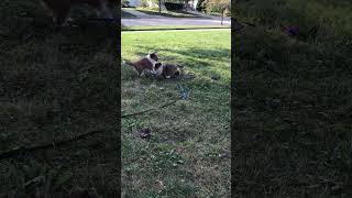 Sheltie Puppies [upl. by Silenay616]