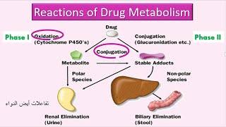 Reactions of Drug Metabolism تفاعلات أيض الدواء [upl. by Mackoff]