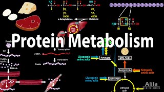 Protein Metabolism Overview Animation [upl. by Hevak]