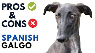 Spanish Galgo Pros and Cons  Galgo Español Dog Advantages and Disadvantages [upl. by Heidie]