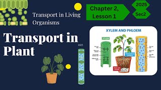 Biology Secondary 2  chapter 2 lesson 1 quotTransport in Plant quot [upl. by Ledairam286]