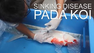 SINKING DISEASE PADA IKAN KOI  Dokter Koi Indonesia 4 [upl. by Otsirc]