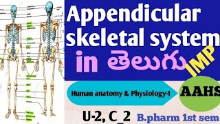 Appendicular skeletal system in తెలుగు ‌ unit 2 class 2 b pharm 1st sem [upl. by Diannne]