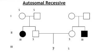 HSC Biology How To Quickly Solve ANY Pedigree Question  By a 5th Year Medic [upl. by Htebazileyram866]