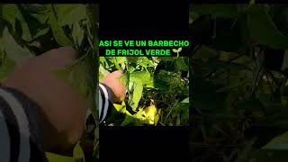 Así se ve un barbecho de frijol 🌱 verde 💚 que aún le falta tiempo para ser cosechado [upl. by Abott]