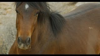 Wild Spanish Mustangs [upl. by Reiko]