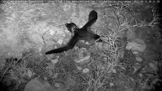 Bermuda Cahow Chick quotAtlasquot Exercises Wings Outside Of Burrow Before Fledging – May 25 2022 [upl. by Jone]