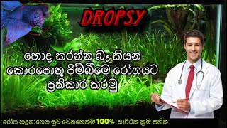 Dropsy රෝගය සුව කරමු  How to treat Betta Fish  Dropsy Treatments [upl. by Gurtner96]