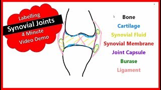 Synovial Joint  Video Labelling [upl. by Adekahs]