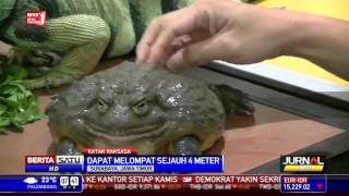 Katak Rp 35 Juta Memikat Perhatian Pengunjung [upl. by Veronika]