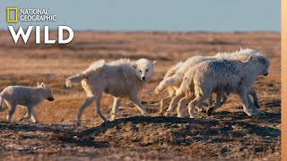 Arctic Wolf Pups on First Family Outing  Nat Geo Wild [upl. by Kannry]