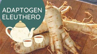 Eleuthero Root Adaptogen for Stress Fatigue Thyroid and Immunity [upl. by God]