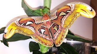 TIMELAPSE  Giant Atlas Moth  Attacus atlas [upl. by Patience]