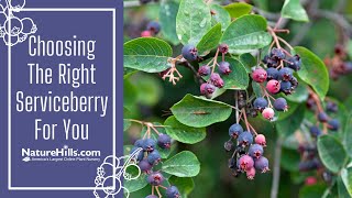 Choosing the Right Serviceberry For You  NatureHillscom [upl. by Mercer]