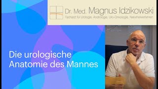 Mann urologische Anatomie [upl. by Kerr]