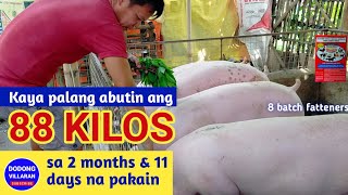 KAYA PALANG ABUTIN ANG 88 KILOS SA 2 MONTHS AT 11 DAYS NA PAKAIN8 batch fattenersDodong Villaran [upl. by Ylek646]