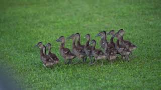 Black Bellied Whistling Duck babies [upl. by Alo]