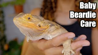 Baby Bearded Dragon Care  Beginner Care Guide 2021 [upl. by Paapanen]