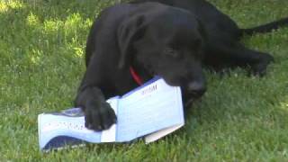 Unboxing and assembly of a Bicycle cart for dogs [upl. by Harriot]