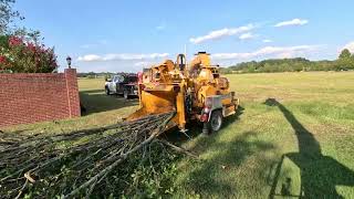 Bandit wood chipper is a BEAST 2 trees in under 15 minutes [upl. by Kcired]