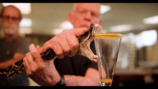 🐍 MASSIVE Venom Extraction 🐍 [upl. by Enived]