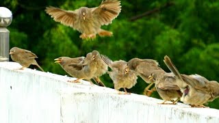 Jungle Babbler Loud Noise  Sound Effect Babbler Call  Fighting Turdoides striata सात भाई का शोर [upl. by Andie294]