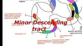 Reticulaospinal  vestibulospinal tectospinal rubrospinal descending autonomous fibers [upl. by Nemaj]