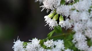 White Snakeroot  Plant Chats With Val [upl. by Adleremse769]