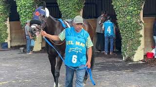 Iscreamuscream Paddock Del Mar [upl. by Zalea623]