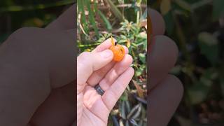 Barbados Gooseberry [upl. by Kitrak663]