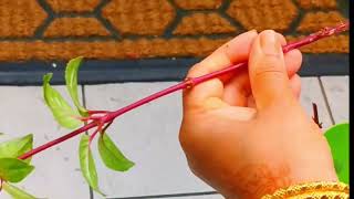 Fuchsia Propagation by cuttings procedure [upl. by Del156]