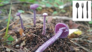 Lakówka ametystowa Laccaria amethystina [upl. by Yob]