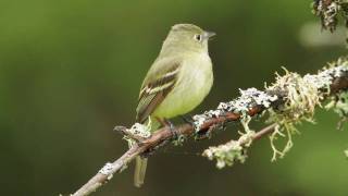 Yellowbellied Flycatcher [upl. by Rubie486]