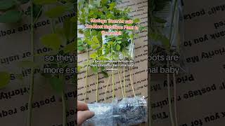 Moringa Trees for Sale moringatree moringa moringaseeds moringaoleifera plants gardening herb [upl. by Schramke313]