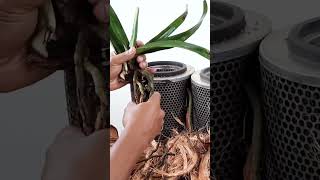 How to Plant an Orchid Keiki using a Shredded Coconut Husk Shorts [upl. by Abbott]