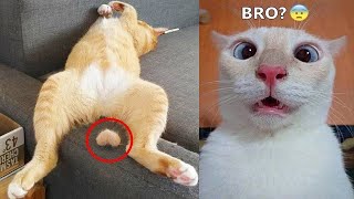 Try Not To Laugh 🤣 Funniest Cats and Dogs 2023 😹🐶 Part 13 [upl. by Aynor882]